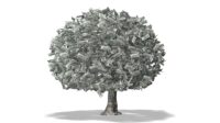 Money Tree on White Background